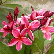 Kimi Seedling #60- Just 1 pack of 9 seeds!