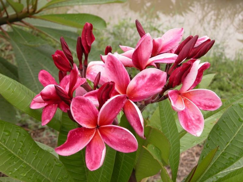 Kimi Seedling #60- Just 1 pack of 9 seeds!