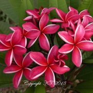 Kimi Seedling #41- Exclusive- 5 Seeds