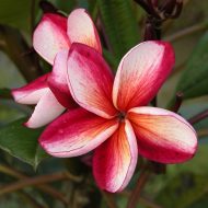 Kimi Seedling #79- 5 Seeds