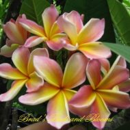 Kona Sunset-  5 Seeds