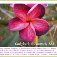Lady Barbie- RARE and Special!