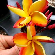 Lava Flow- 5 seeds-RARE!