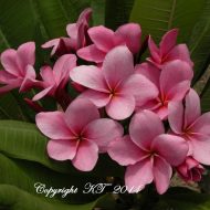 Lavender Pink- 5 Seeds- 3 PACKS LEFT!