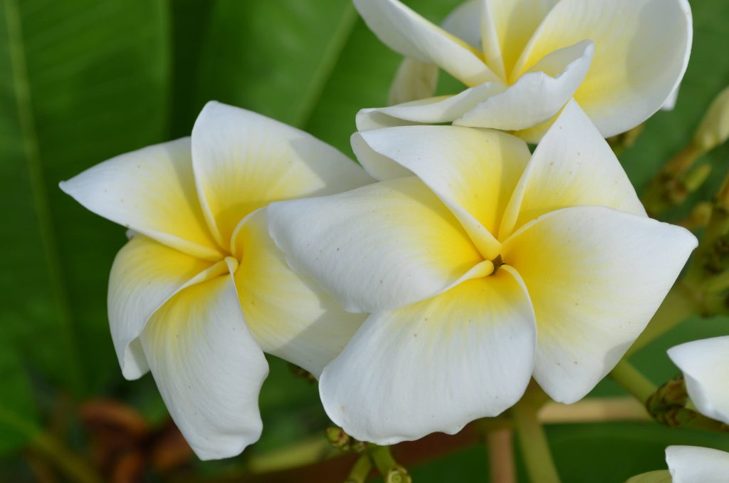 Lemon Lime 5 seeds Brad's Buds and Blooms