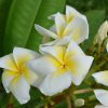 Lemon Lime - Image 2