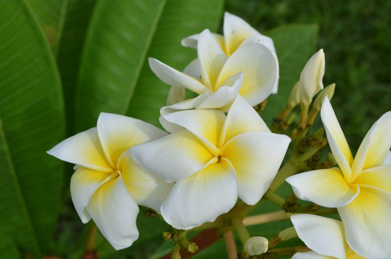 Lemon Lime - Image 2