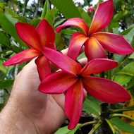 Leticia- BIG Blooms!