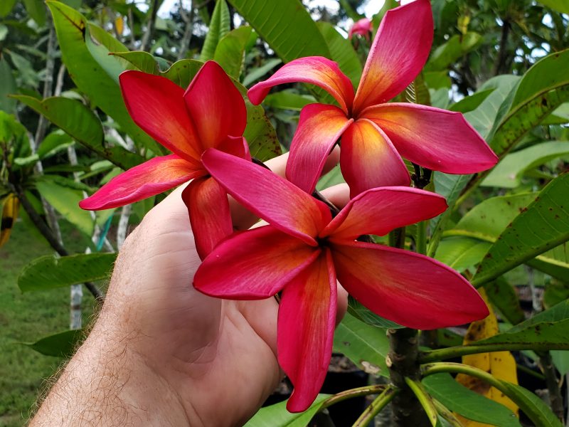 Leticia- BIG Blooms!