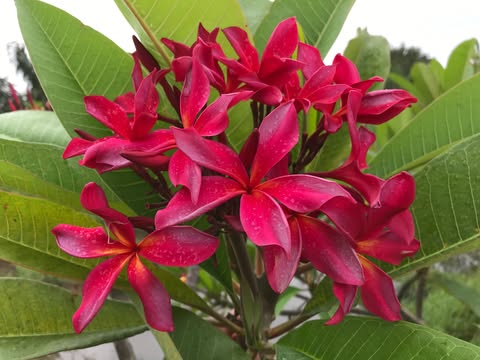 Lilya- Sultry and Seductive Color! New for 2026 - Image 2