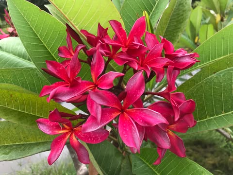 Lilya- Sultry and Seductive Color! New for 2026 - Image 3