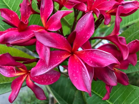 Lilya- Sultry and Seductive Color! New for 2026 - Image 4