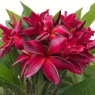 Lilya- Sultry and Seductive Color! New for 2026