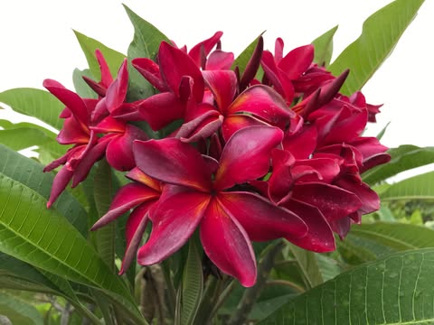 Lilya- Sultry and Seductive Color! New for 2026
