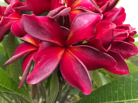 Lilya- Sultry and Seductive Color! New for 2026 - Image 5