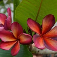 Lily's Rose -RARE AND LIMITED!