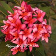 Loi Kratong- 5 seeds