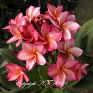 Luan Manee-  5 Seeds