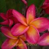 Lunar Eclipse- An Exclusive Beauty From Kukiat!