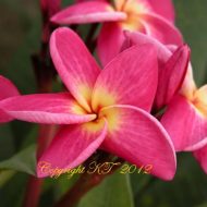 MHE #300- 5 Seeds- Limited