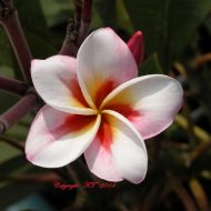 Madame Rainbow/Thai Gem