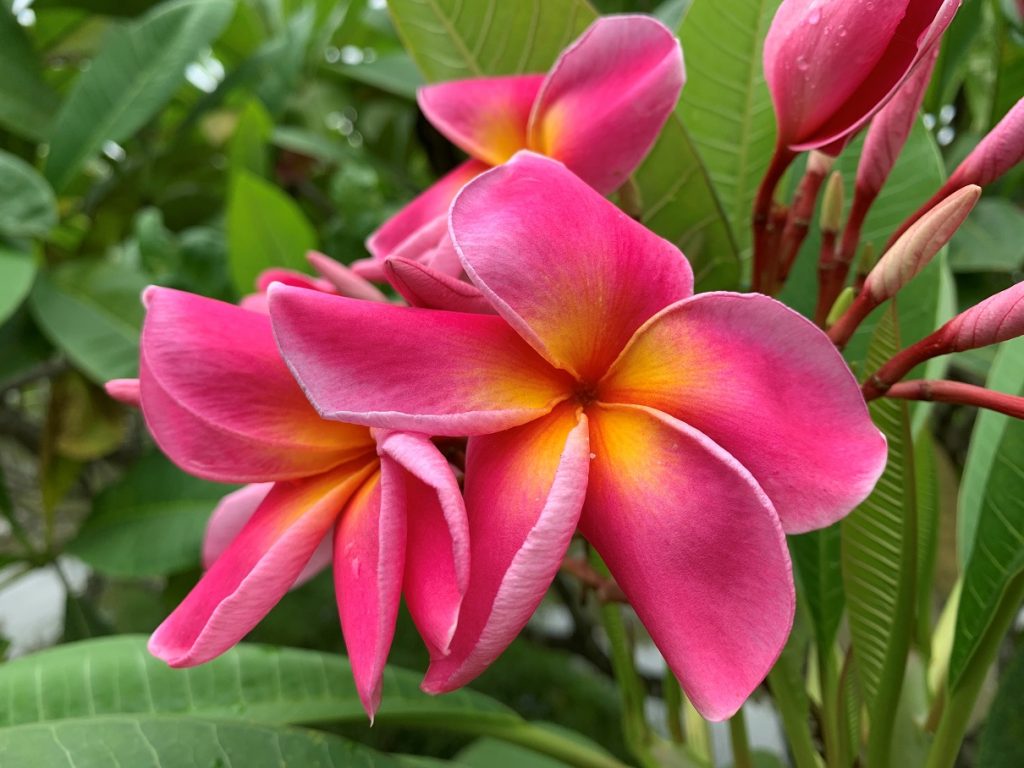 Mademoiselle NEW for 2023! BIG Blooms! Brad's Buds and Blooms