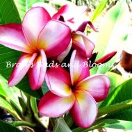 Magnum Opus- 5 seeds--RARE