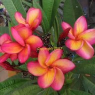 Thai Mystery- Pack of 5 Seeds