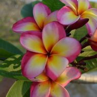 Mardi Gras Seedling #1- 5 seeds