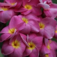 Mars Moon-  LIMITED!