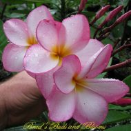 Mary Susan- 10 Seeds