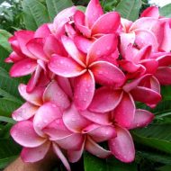 Mary Moragne-  10 Seeds- Very Rare!