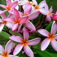 Matecumbe Dawn- 10 seeds