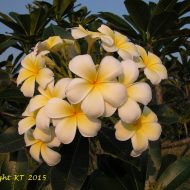 Mele Pa Bowman (Yellow Singapore)- Highly Fragrant!