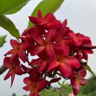 Mer de Flammes-- New for 2025 From Kukiat