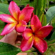 Mermaids Gem (Aussie)-5 Seeds