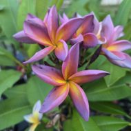 Metallica (JL)- ROOTED Plumeria Plant!