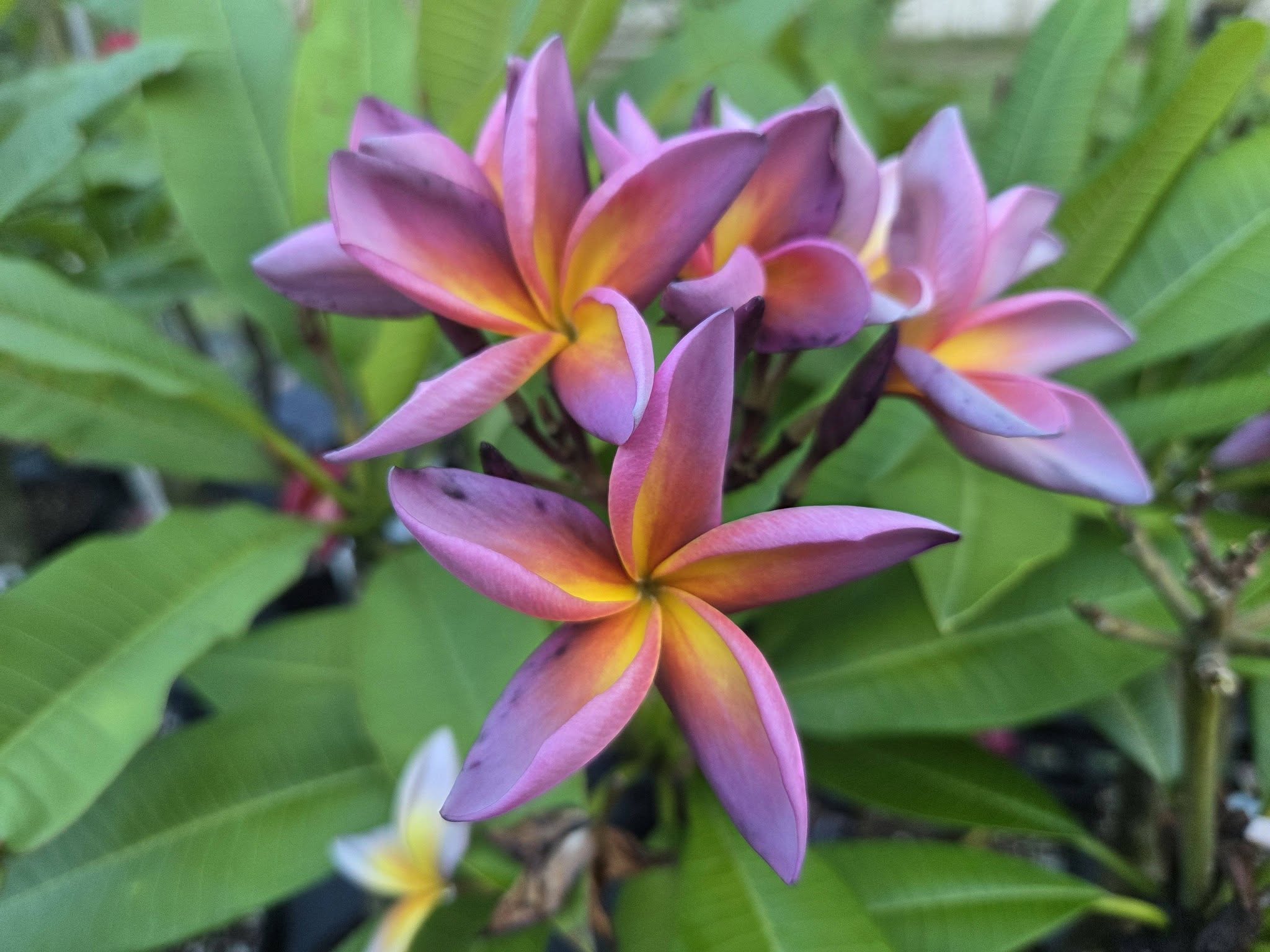 Metallica (JL)- ROOTED Plumeria Plant!