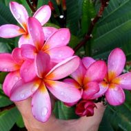 Miracle Pink (OZ)- 5 Seeds