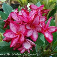 Miss Nonburi- 5 Seeds