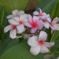 Mixed Light Purple- 5 Seeds