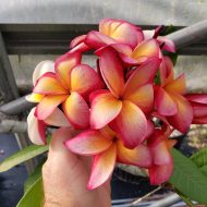 Moragne #78- Beautifully Fragrant, Large Blooms!