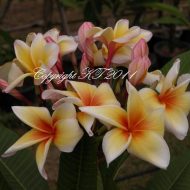 Morning Star- 5 Seeds