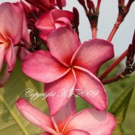 Mountain Goddess- 5 Seeds