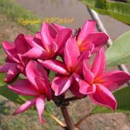 Mr. Ambassador- 5 seeds RARE