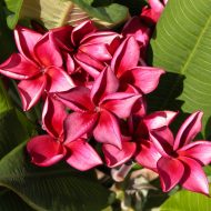 Muang Lucite- 5 Seeds