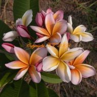 Muang Mangrat (aka Violet Aurora)