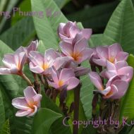 Muang Phuang Roi- RARE!  5 seeds