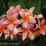 Muang Pichaya- Rare and Limited!