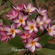 Muang Sengyam #10-  5 seeds